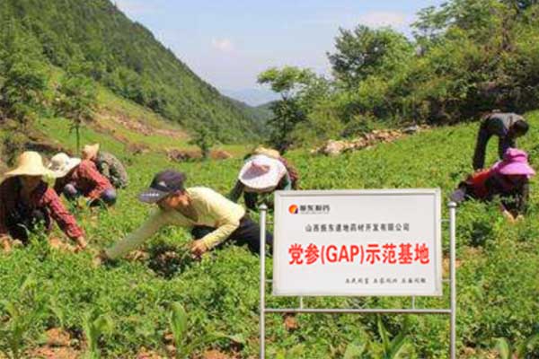 365电子游戏党参种植基地 365电子游戏党参种植基地
