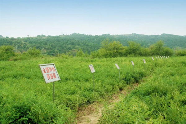365电子游戏中药材种植(抚育) 基地 365电子游戏中药材种植(抚育) 基地
