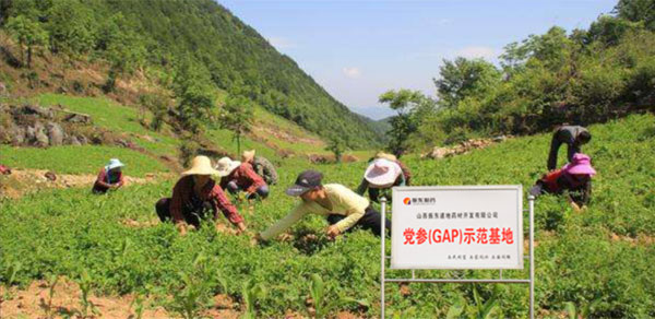 365电子游戏,党参示范基地