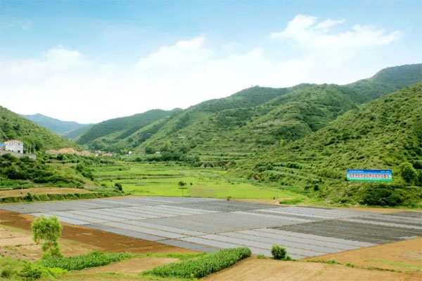 365电子游戏,中药材种植